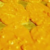Praline Candy 