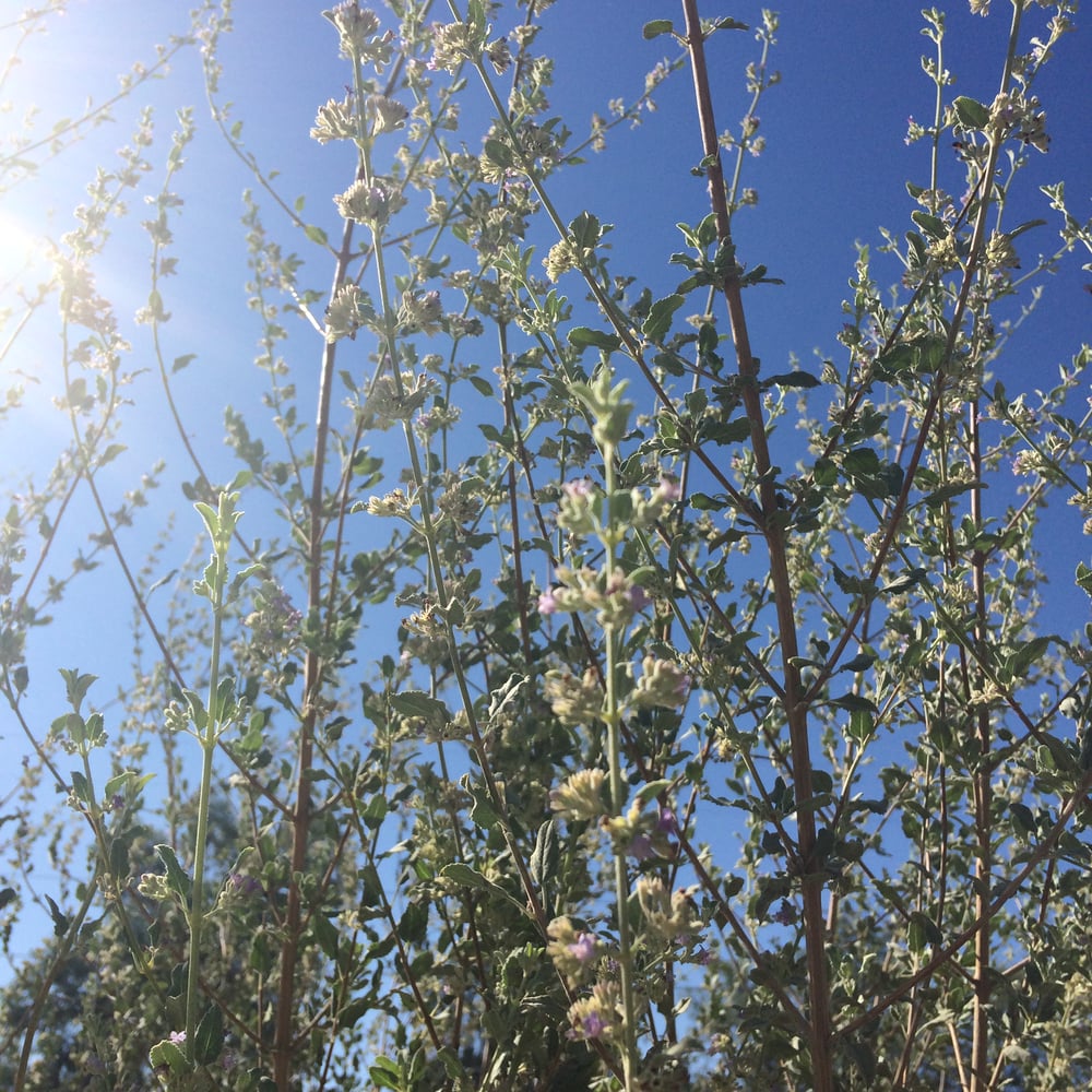 Image of desert lavender elixir