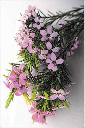 Image of Greeting Card. Pink Diosma. Classic Flower Collection.