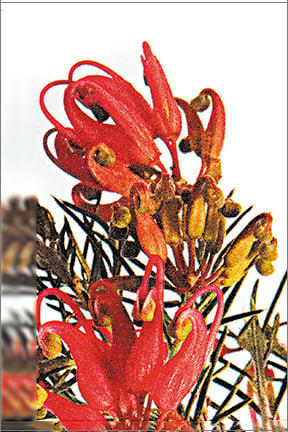 Image of Greeting Card. Grevillea Proteaceae. Australian Native Flora 
