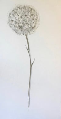 Image 1 of Allium
