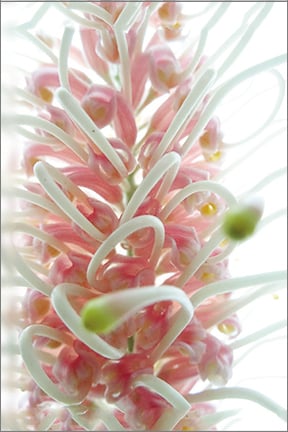 Image of Greeting Card.  Misty  Pink Grevillea. Australian Native Flora 