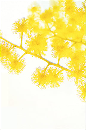 Image of Greeting Card. Sydney Golden Wattle. Acacia Longifolia. Australian Native Flora.