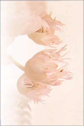 Image of Greeting Card. Fairy Petticoats, Blueberry Ash. Australian Native Flora.