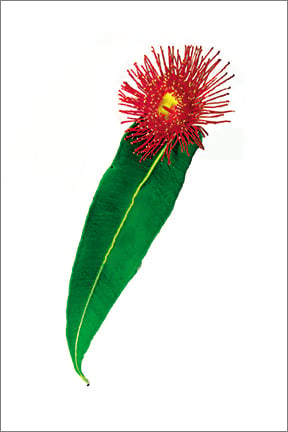 Image of Greeting Card. Albany Red Flowering Gum. Australian Native Flora.