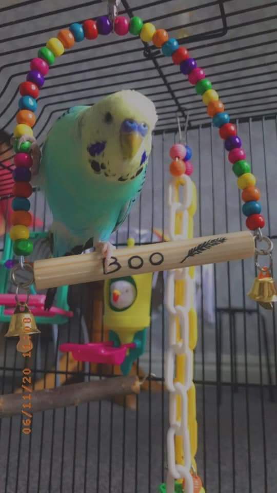 Handmade hotsell bird toys