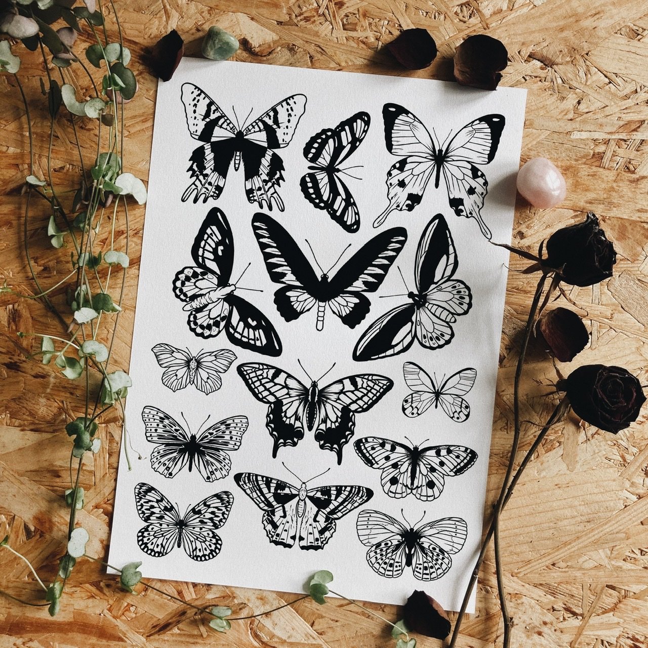 Image of Butterfly collection 