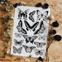 Butterfly collection 