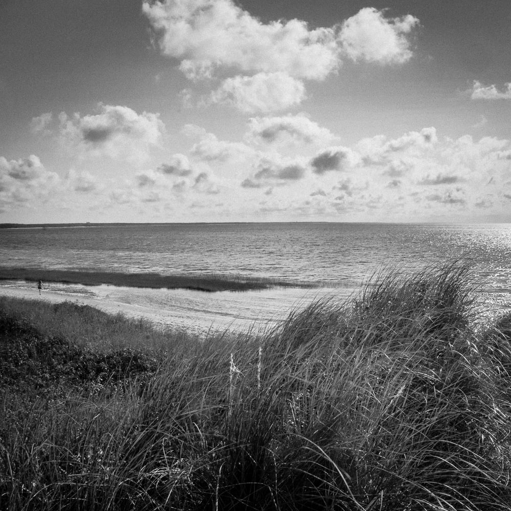 Image of Coastal Dunes 5078