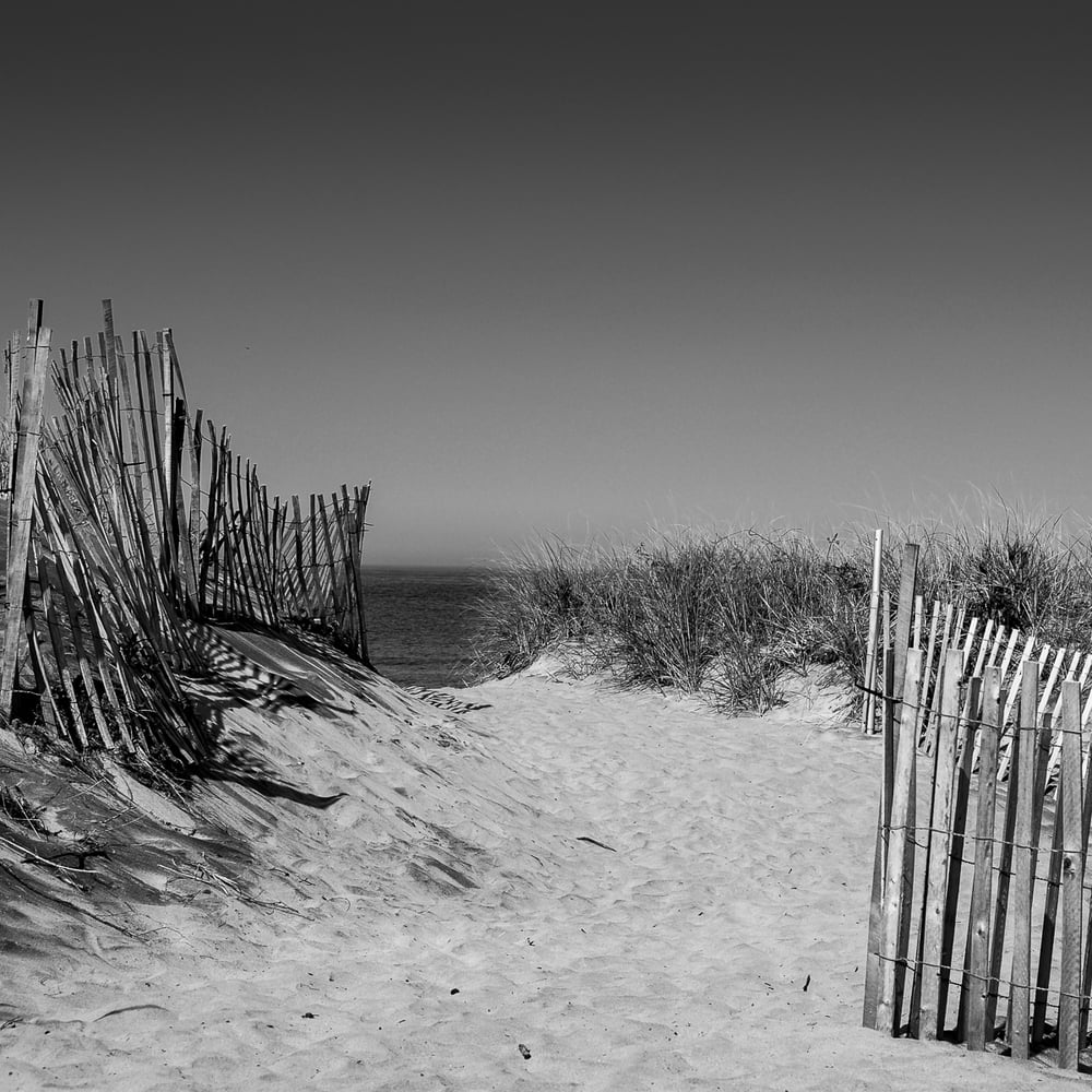 Image of Coastal Dunes 4455