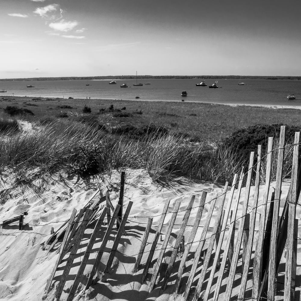 Image of Coastal Dunes 1465