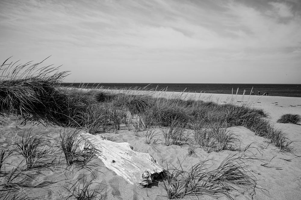 Image of Coastal Dunes 1222