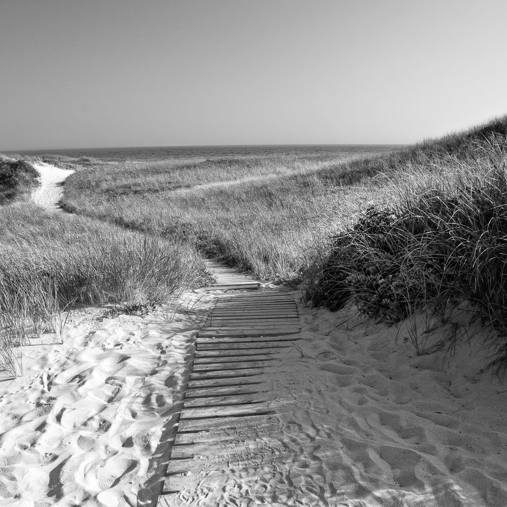 Image of Coastal Dunes 4628