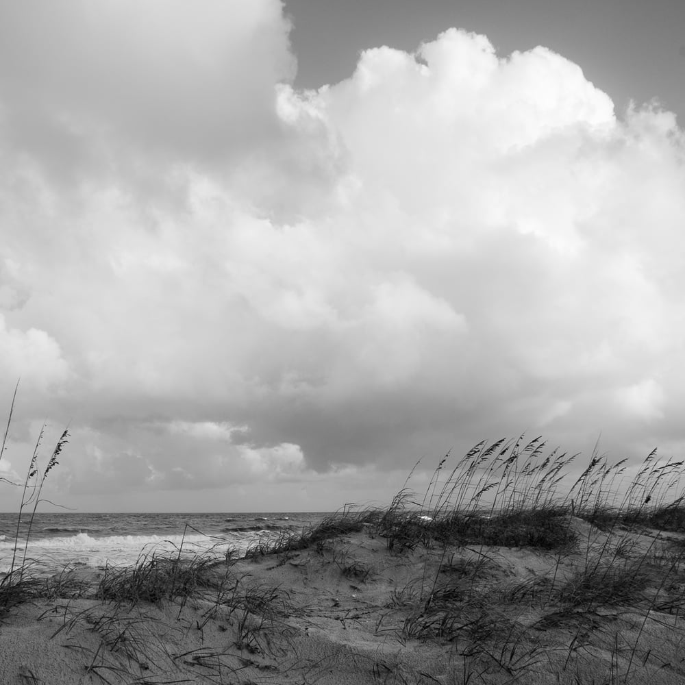 Image of Coastal Dunes 3721
