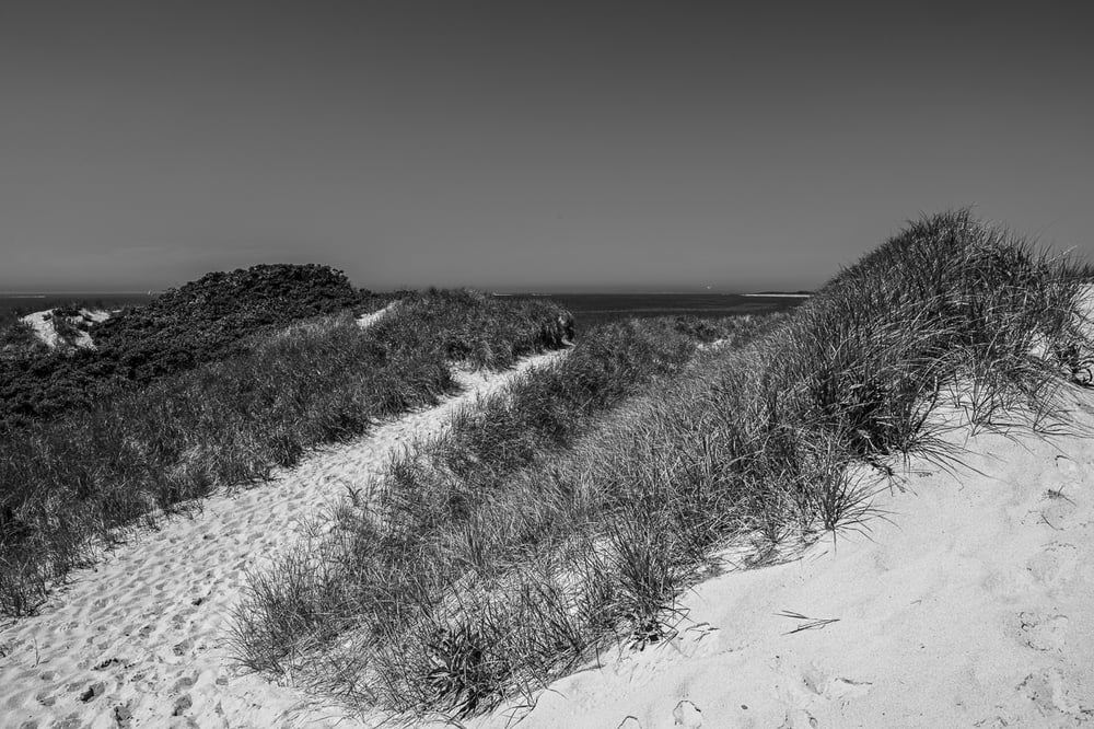 Image of Coastal Dunes 55