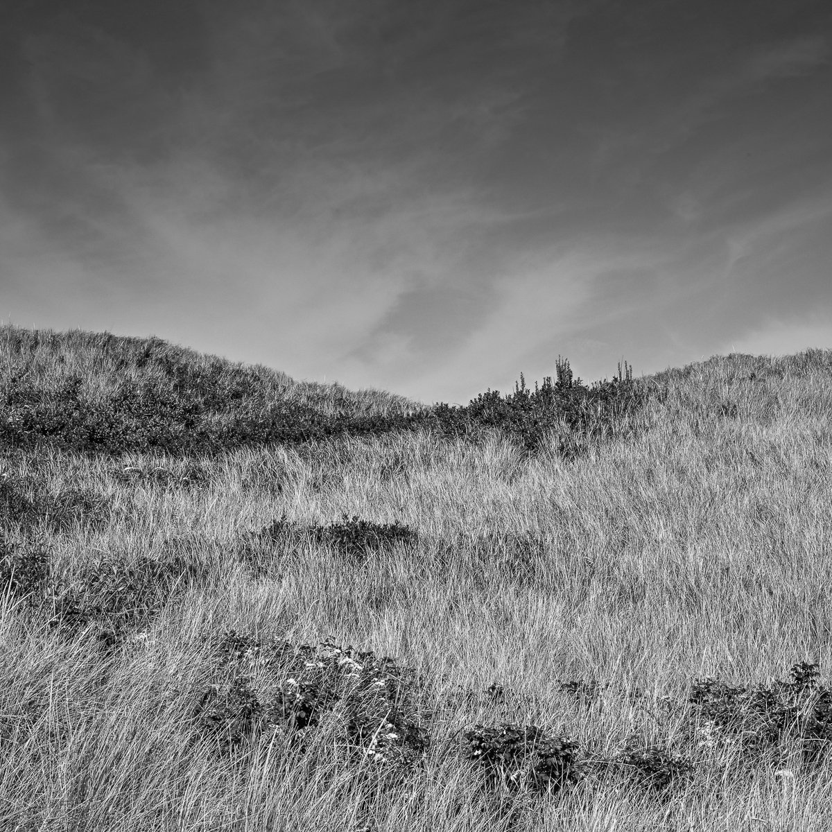 Image of Coastal Dunes 1237