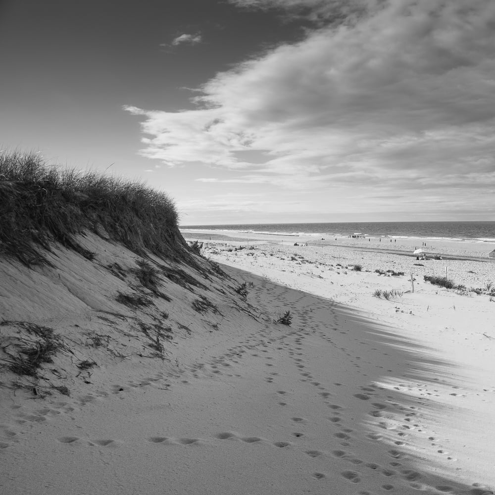 Image of Coastal Dunes 2021