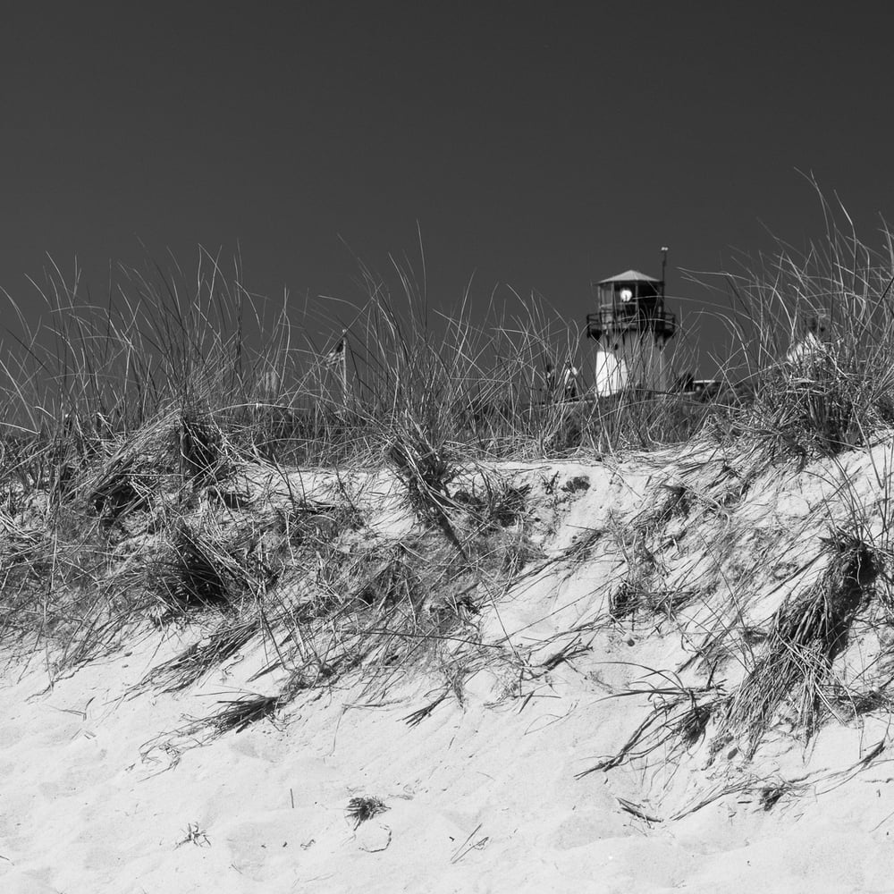 Image of Coastal Dunes 658