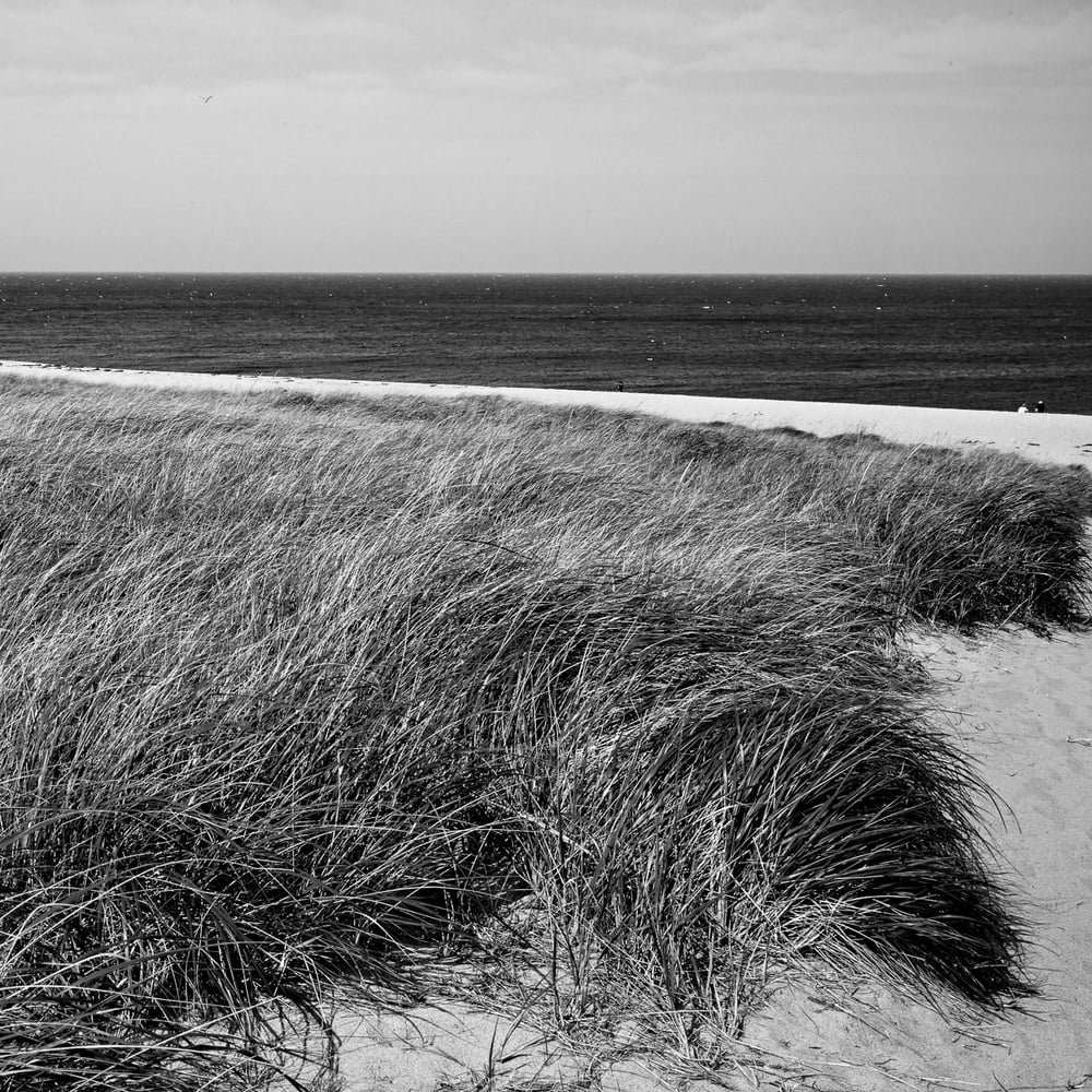 Image of Coastal Dunes 1217