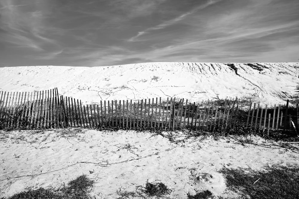 Image of Coastal Dunes 1305