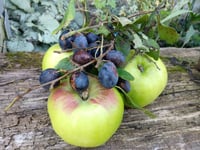 Image 2 of Apple & Damson Jam