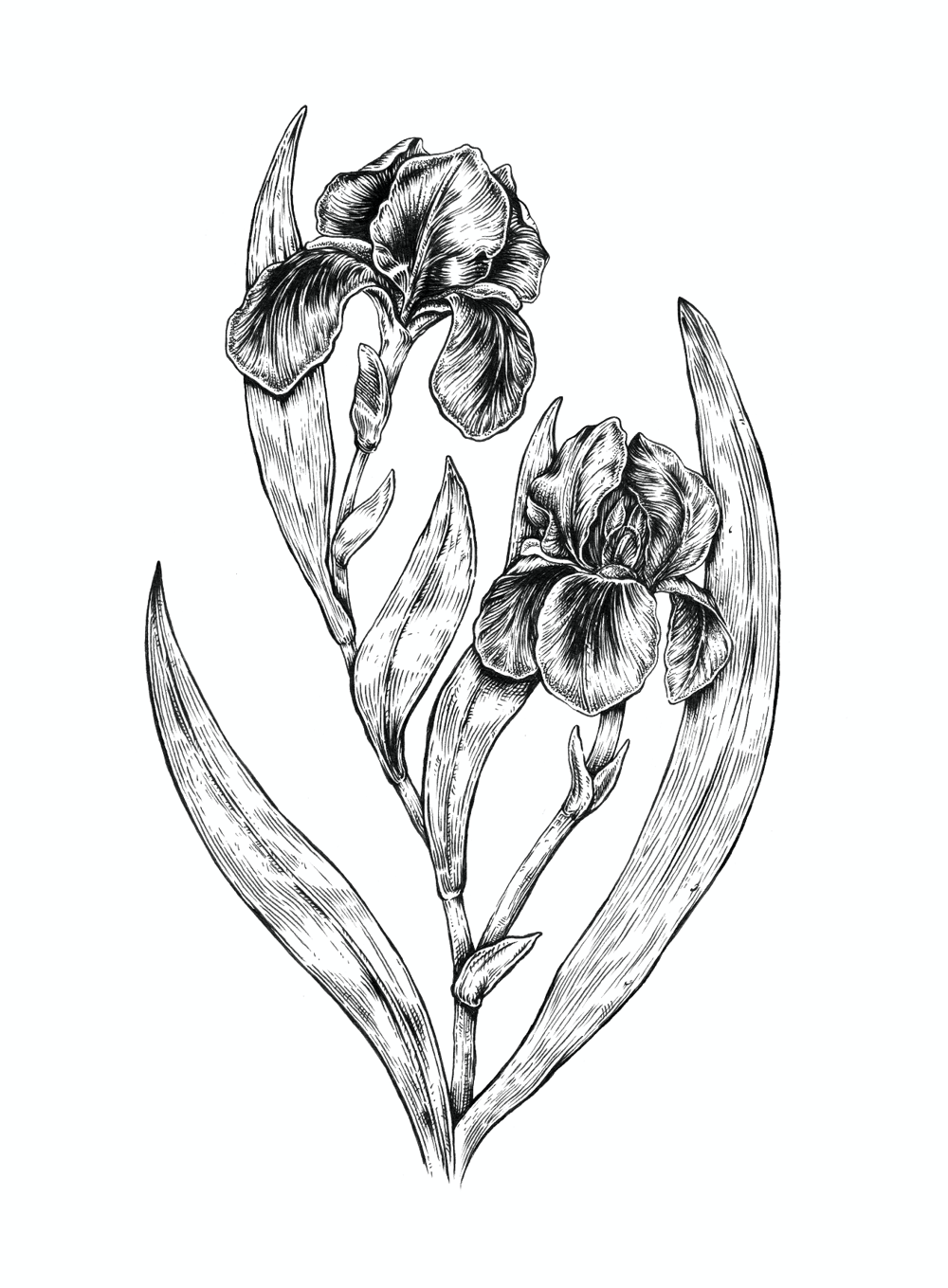 Iris Flower