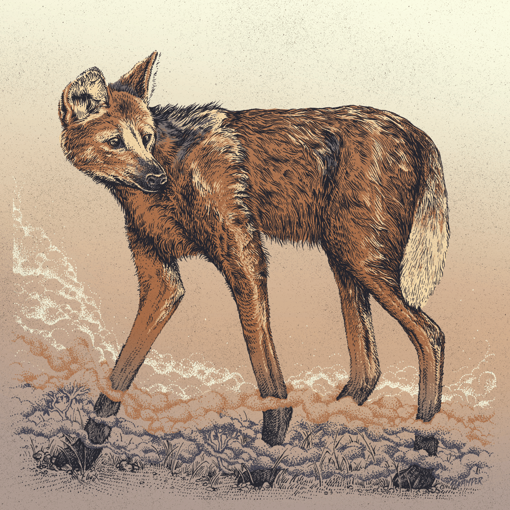 Maned Wolf  in Colour