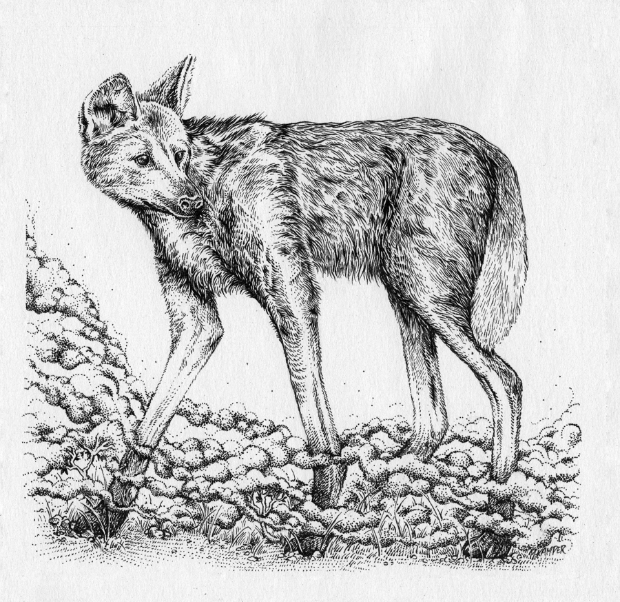 Image of Maned Wolf black and white