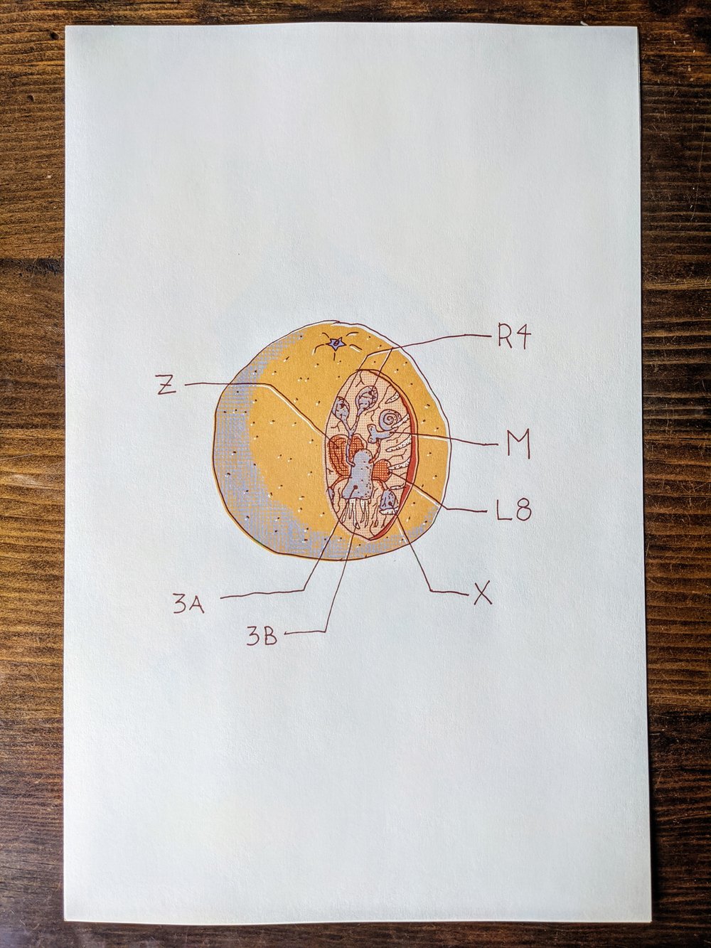 Image of Orange Anatomy