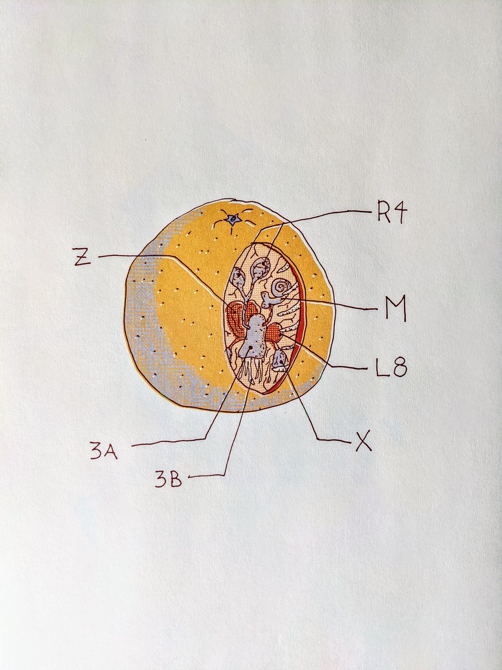 Image of Orange Anatomy