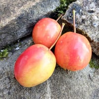 Image 2 of Crabapple Jam