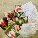 Image 4 of Canada's Tulips