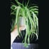Grow Your Own Spider Plant Kit Image 5