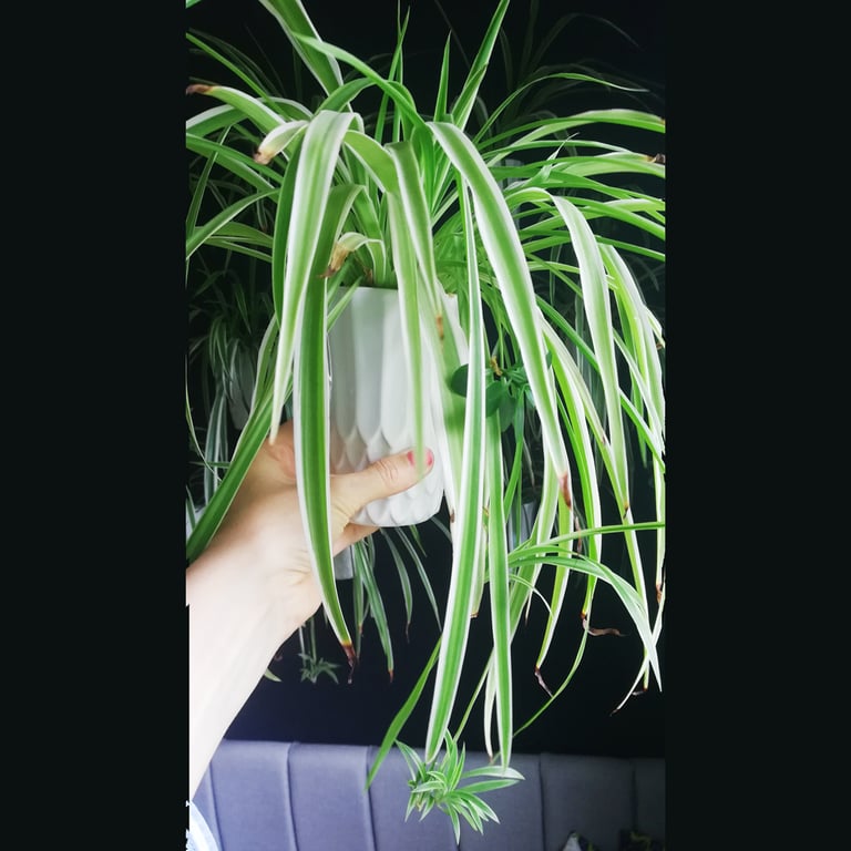 Grow Your Own Spider Plant Kit Image 5