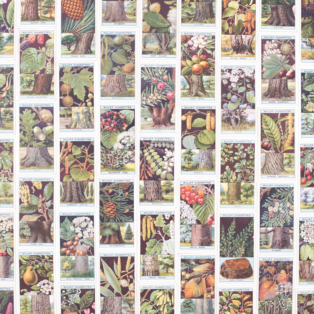 Image of Flowering Trees & Shrubs Cigarette Cards - Set of 8