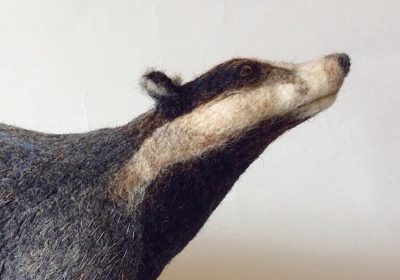 Image of Curious Badger 