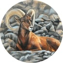 Image 1 of Bighorn Sheep Print - From Original Oil Painting