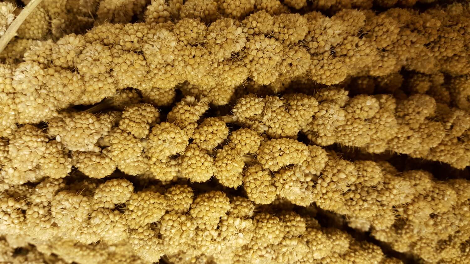 Image of MILLET SPRAYS 