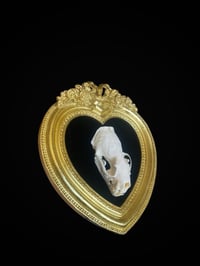 Image 3 of Antique Mink Skull