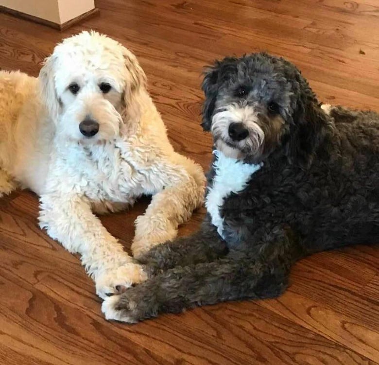 Image of Reserved for Jill WOOF!