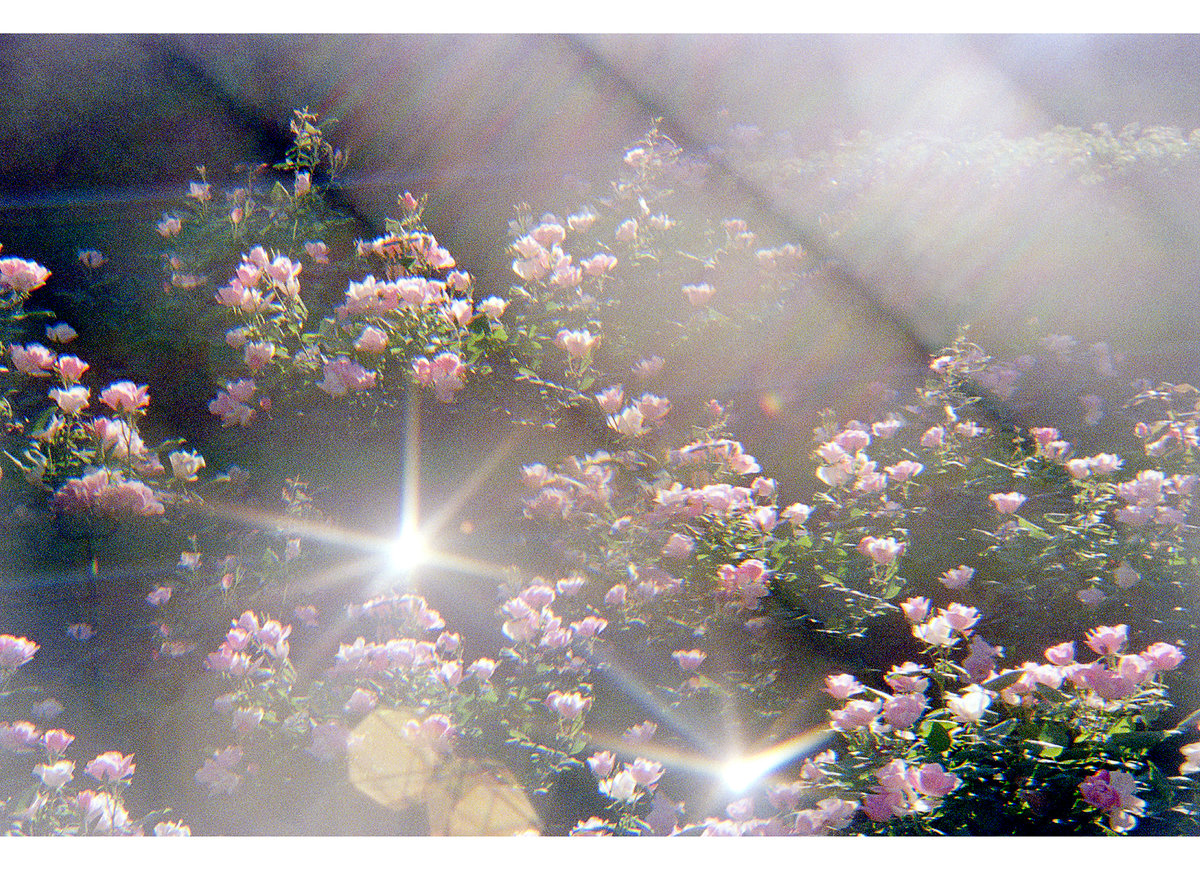 Image of Field of Flowers
