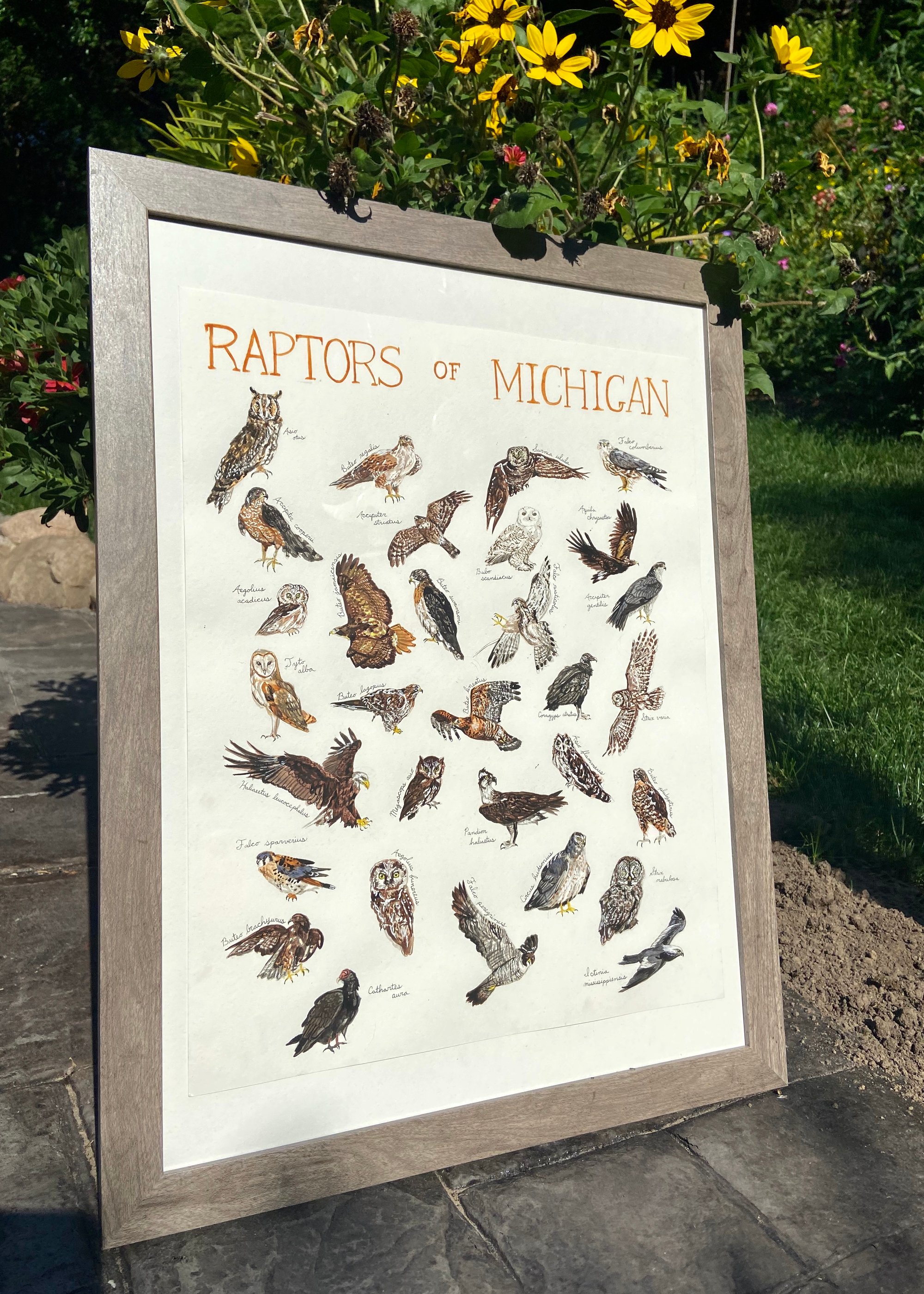 Raptors of Michigan | Brush & Bark