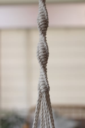 Image of ‘Tahua’ plant hangerl