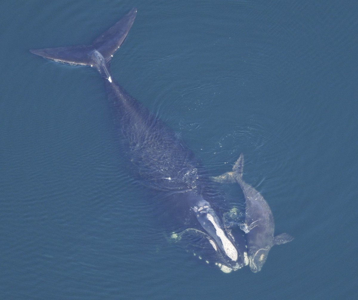 Direct Donation to Right Whale Research Program 