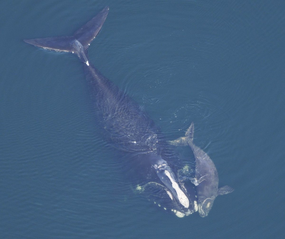 Direct Donation to Right Whale Research Program