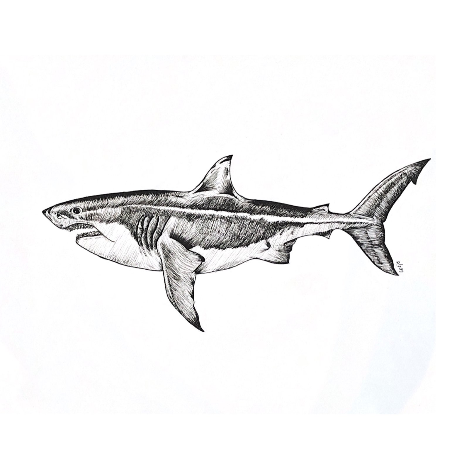 Learn How to Draw a Great White Shark in Seven Easy Steps