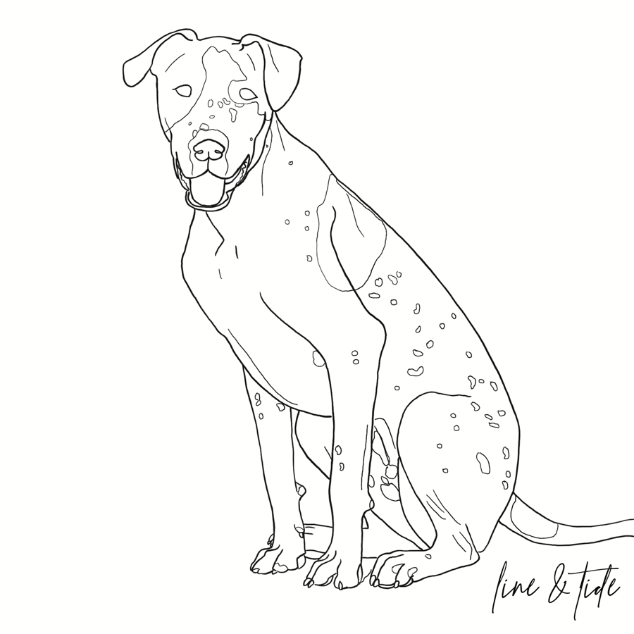 Image of Pet Portrait