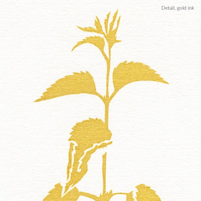 Nettle, the beautiful ordinary