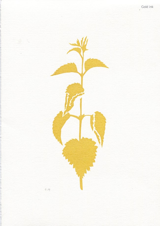 Nettle, the beautiful ordinary