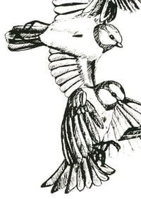 Image 3 of Lifecycle, Bluetit